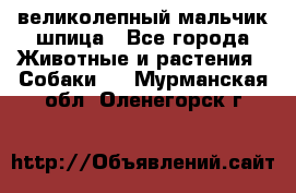 великолепный мальчик шпица - Все города Животные и растения » Собаки   . Мурманская обл.,Оленегорск г.